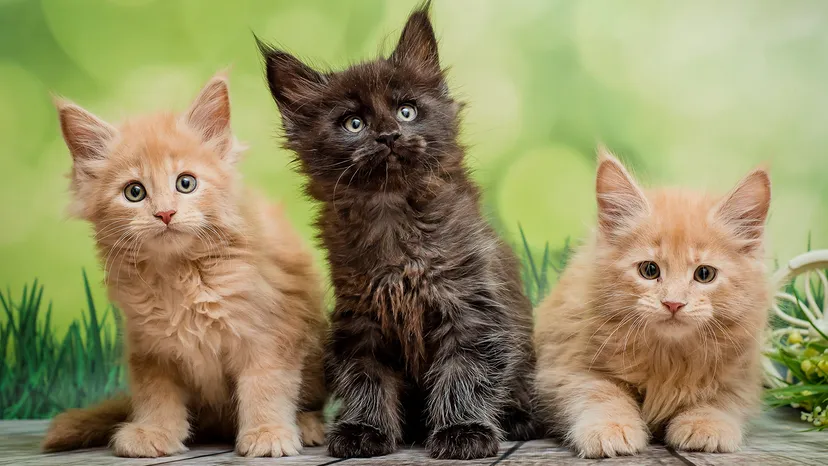 Cats